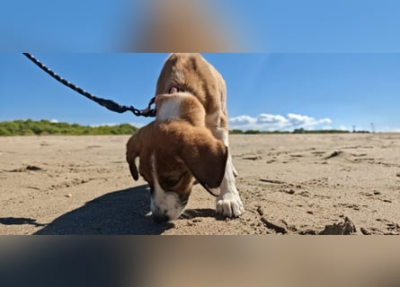 Der kleine Marlon sucht ein Zuhause (zur Pflege in SH)