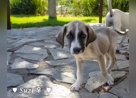 Suzi und Smila   suchen ein Zuhause