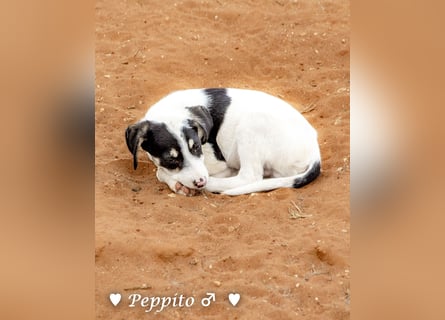 Update: Peppito  sucht ein Zuhause