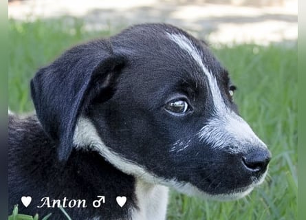 Ada,  Anton, Albert und Argos  suchen ab Mitte November ein Zuhause