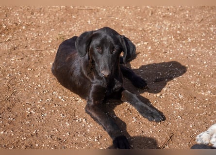 Doros, Dinos, Deri und Dex  suchen ein Zuhause