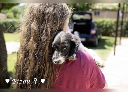 Update: Mischlingswelpen Bado, Bizou, Bilka  und Biala suchen ein Zuhause