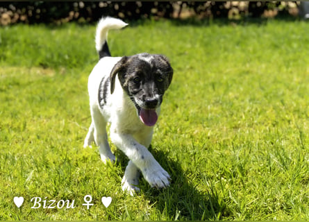 Bacardi, Biala, Babette und Bizou suchen ab August ihr Zuhause
