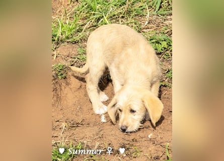 Willie, Wilma und Summer suchen ein Zuhause