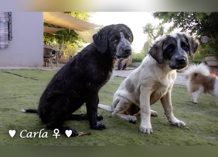 Cindy und Carla suchen ab Mitte Juli ein Zuhause