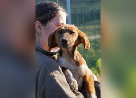 Elias und Elton  suchen ab Ende März ein Zuhause