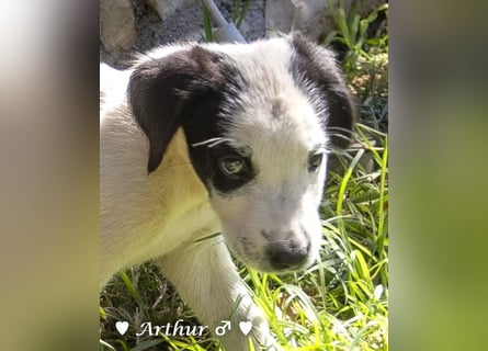 Ada,  Anton, Albert und Argos  suchen ab Mitte November ein Zuhause