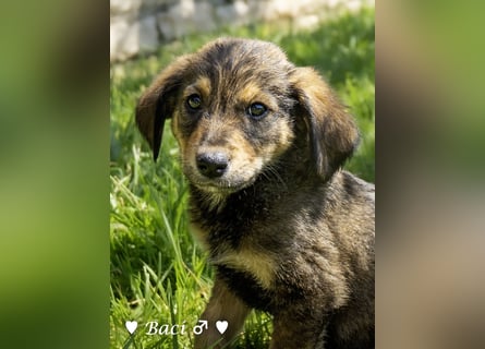 Baci, Bado und Bilka suchen ab 1.8. ein Zuhause