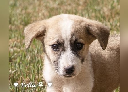 Bella, Bibi und Bina suchen ab Mitte November ein Zuhause