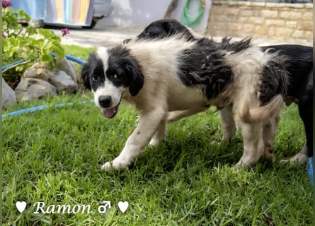 Ramon, Ralf, Randy, Ray und Raischa suchen ein Zuhause