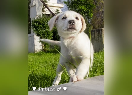 Peppito  und Prince  suchen ein Zuhause Peppito  und Prince  suchen ein Zuhause