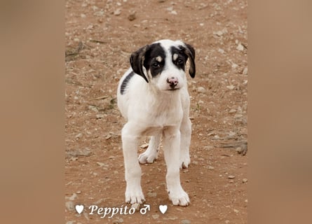 Update: Peppito  sucht ein Zuhause