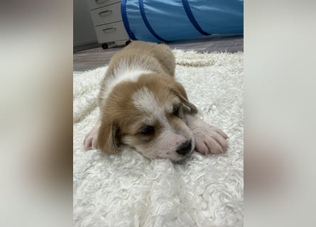 Im Westerwald zu besuchen: Zehn kleine Leben suchen ihr Für-immer-Zuhause