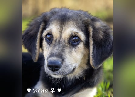 Welpe Randie und ihre Geschwister suchen ein Zuhause