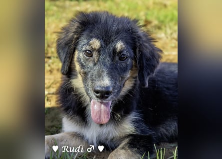 Welpe Randie und ihre Geschwister suchen ein Zuhause