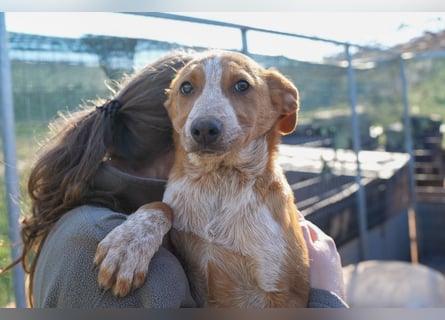 Elias, Evi, Elli und Eros suchen ab Ende März ein Zuhause