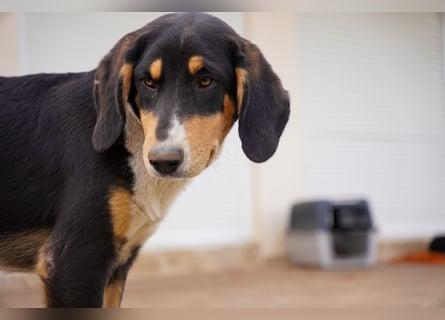 Doros, Dinos, Deri und Dex  suchen ein Zuhause