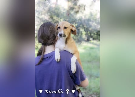 Kanella  sucht ein  Zuhause