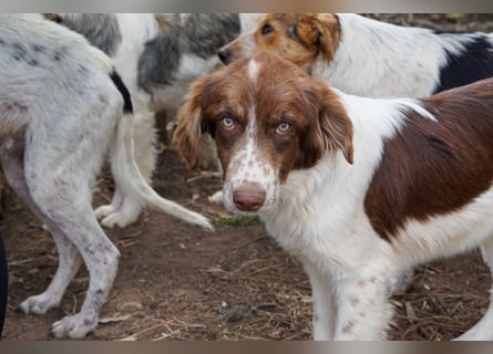 Darios sucht ein Zuhause