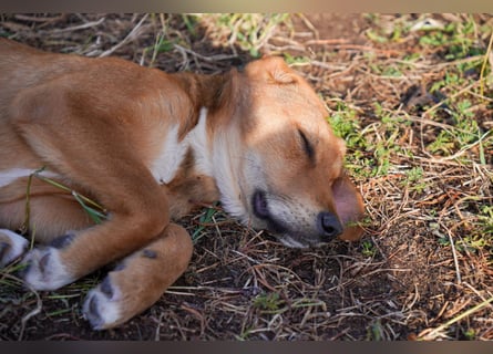 Elias und Elton  suchen  ein Zuhause