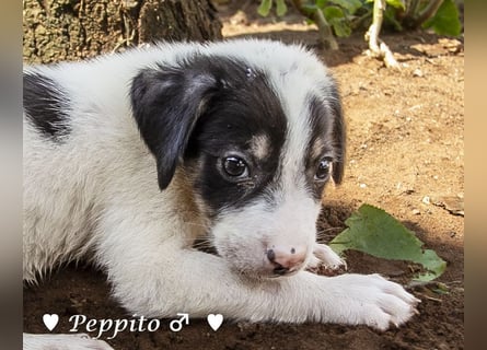 Peppito  und Tigra suchen ein Zuhause