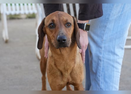 Familienhündin Luna sucht ein Zuhause