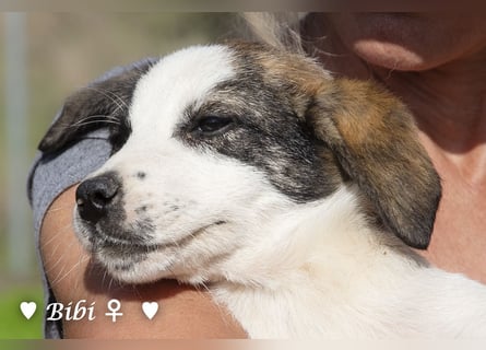 Update: Bibi  sucht ab Mitte November ein Zuhause