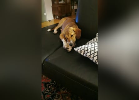 In der Südpfalz zu besuchen: Familienhündin Nellie sucht ihr Zuhause