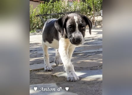 Ada,  Anton, Albert und Argos  suchen ab Mitte November ein Zuhause