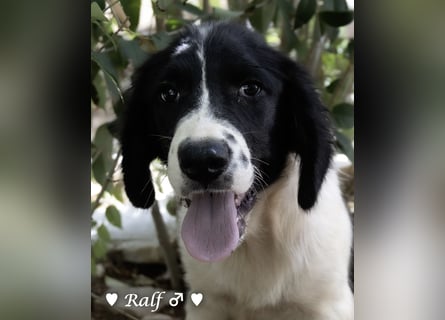 Ramon, Ralf, Randy, Ray und Raischa suchen ein Zuhause