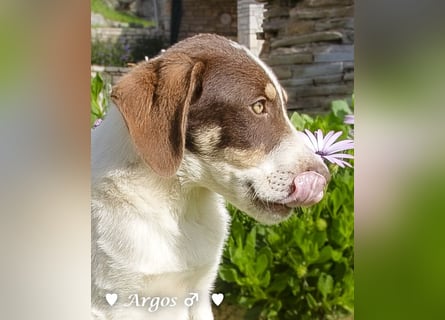 Arthur  und Argos  suchen ab Mitte November ein Zuhause