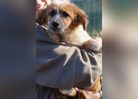 Elias, Evi, Elli und Eros suchen ab Ende März ein Zuhause