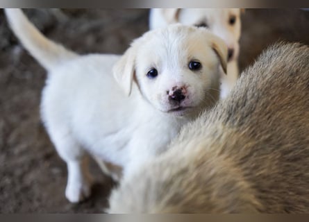 Unsere süßen Schneeflocken suchen ein Zuhause