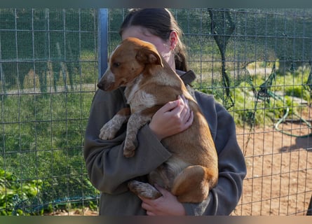 Elias, Evi, Elli und Eros suchen ab Ende März ein Zuhause