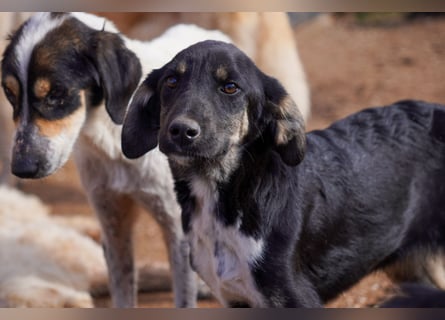 Doros, Dinos, Deri und Dex  suchen ein Zuhause