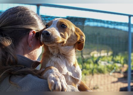 Elias, Evi, Elli und Eros suchen ab Ende März ein Zuhause