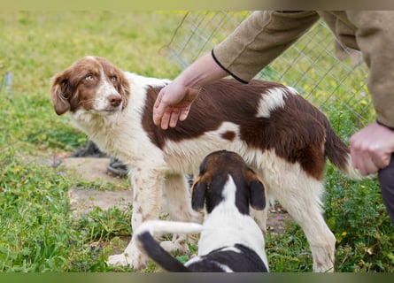 Darios sucht ein Zuhause