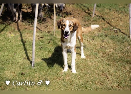 Carlito, Scippy und Kea auf der Suche nach ihrer Familie