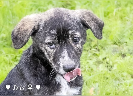 Ira, Iris und Izzy suchen ab Januar ein Zuhause