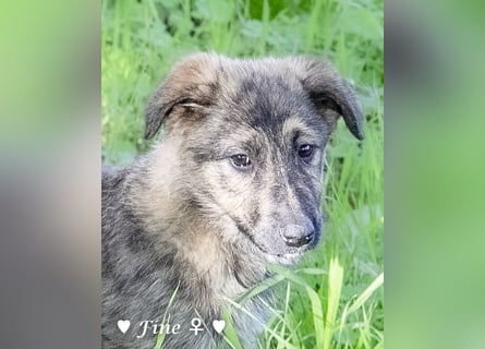 Felicita, Felix, Flori, Fanny, Frida und Fine suchen ab Ende Dezember ein Zuhause