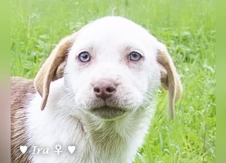 Ira, Iris und Izzy suchen ab Januar ein Zuhause