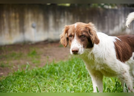 Darios sucht ein Zuhause