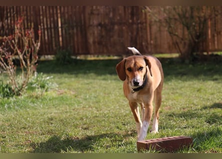 Verschmuste Familienhündin Nellie sucht ihr Zuhause - In der Südpfalz zu besuchen