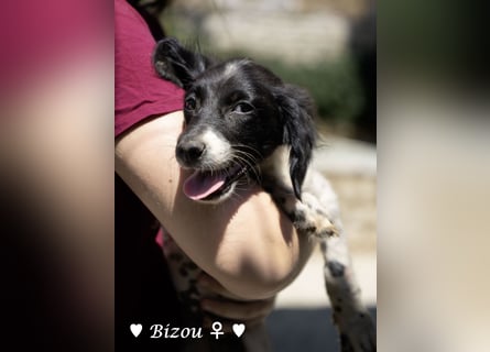Update: Mischlingswelpen Bado, Bizou, Bilka  und Biala suchen ein Zuhause