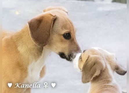 Kanella  sucht ein  Zuhause