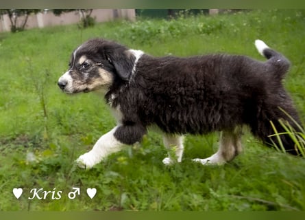 Katie, Kira und Kris suchen ein Zuhause