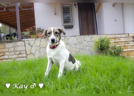 Kea  und Kay auf der Suche nach ihrer Familie