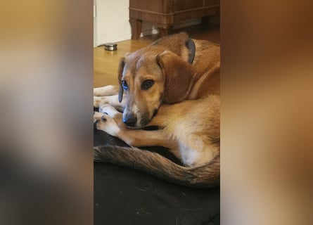 In der Südpfalz zu besuchen: Familienhündin Nellie sucht ihr Zuhause