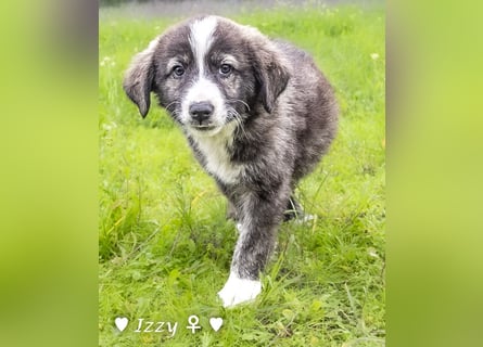 Ira, Iris und Izzy suchen ab Januar ein Zuhause