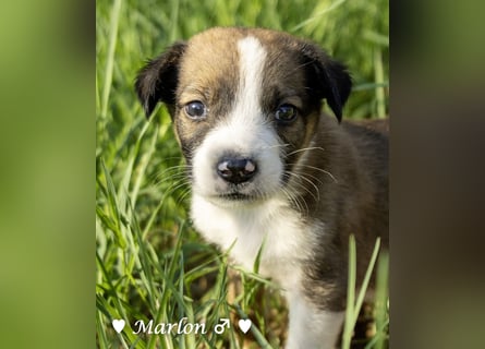 Der kleine Marlon sucht ein Zuhause (zur Pflege in SH)